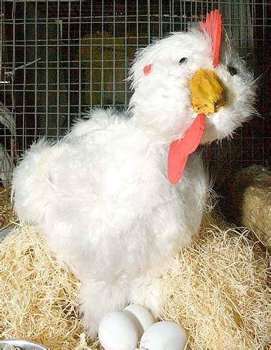 Search for instant quality results at helping.com. Exotic Newcastle Disease eradicated in California | Local ...