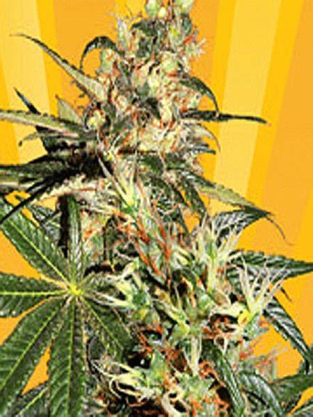Freedom Haze Seeds From Freedom Seeds Are Top Of The Line High Quality