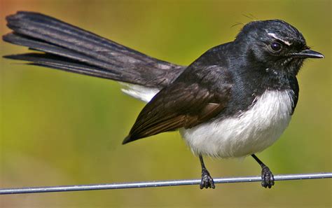 Willie Wagtail Climatewatch Australia Citizen Science App