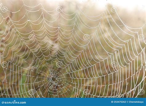 Closeup View Of Cobweb With Dew Drops On Plants Outdoors Stock Photo