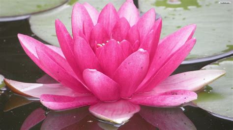 Pin On Water Lilies