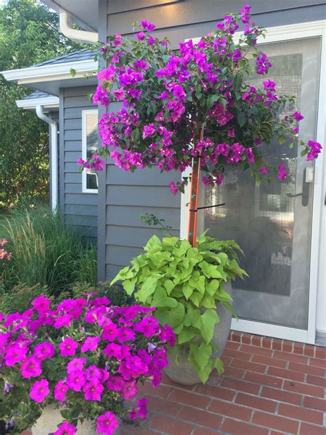 Incredible Bougainvillea Tree Patio Flowers Potted Plants Full Sun