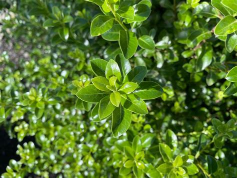 Pittosporum tenuifolium Mountain Green Kōhūhū Leafland Limited