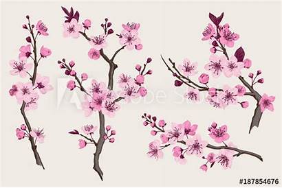 Cherry Blossom Branch Botanical Vector Sakura Illustration