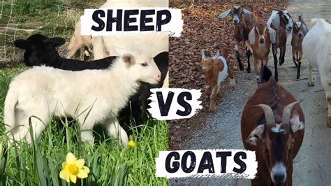 Goats Or Sheep Which Animal Is Better For Your Farm Or Homestead