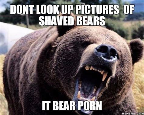Dont Look Up Pictures Of Shaved Bears It Bear Porn 9gag