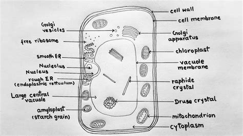 Draw a labelled diagram of a neuron. How to draw plant cell for class 9 / Plant cell diagram ...