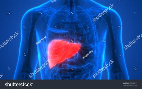 Liver cancer diagram showing details illustration. Human Body Organs Anatomy Liver 3d Stock Illustration 607245899 - Shutterstock