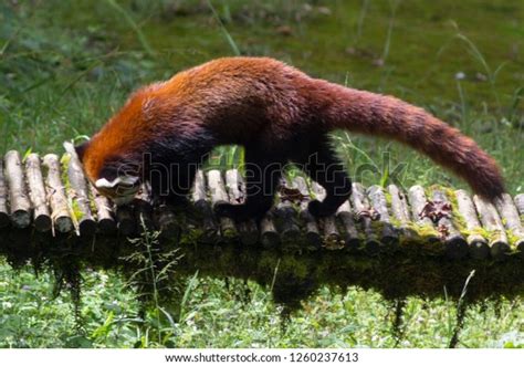 Cute Fluffy Red Panda Walks Through Stock Photo 1260237613 Shutterstock