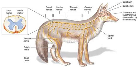 Figure 2816 The Vertebrate Nervous System