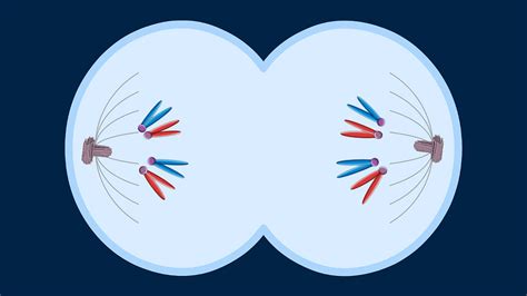 9 Which Diagram Represents Anaphase I Of Meiosis Yenyuklilia