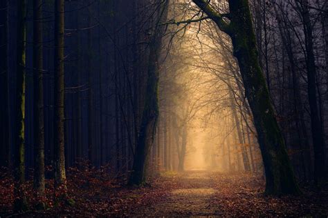 90000 Best Dark Forest Photos · 100 Free Download · Pexels Stock Photos
