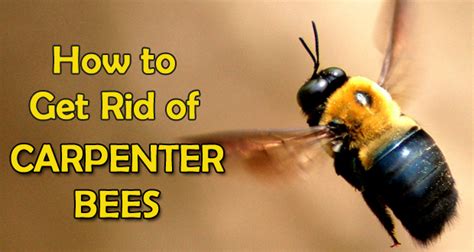 How To Get Rid Of Wood Bees Change Comin