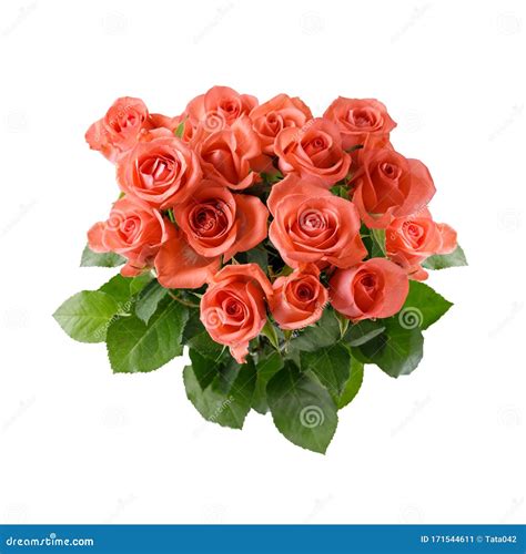 Bouquet Of Gorgeous Coral Roses Isolated On A White Background Stock