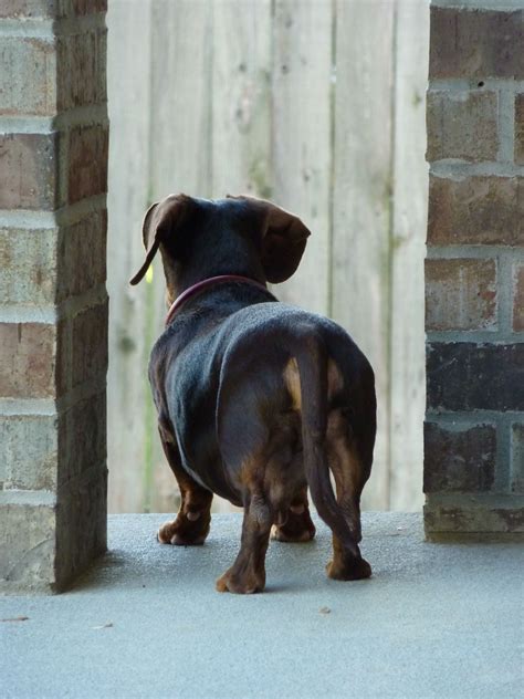 Better Be Afraid Wiener Dog On Guard Dachshund Love Wiener Dog
