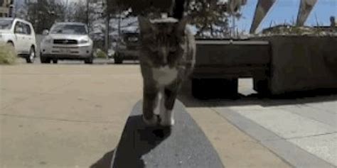 This Is A Cat On A Skateboard Video