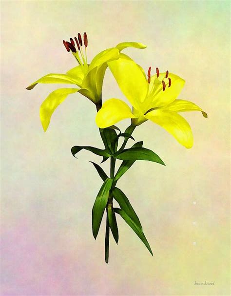Two Yellow Lilies Opened By Susan Savad Lily Flower Art Fine Art