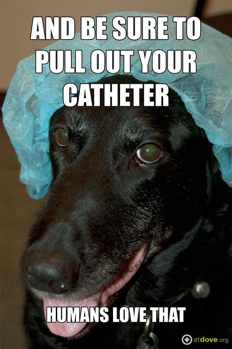 Veterinary Medicine Humor Veterinary Memes Vet Medicine Veterinarian