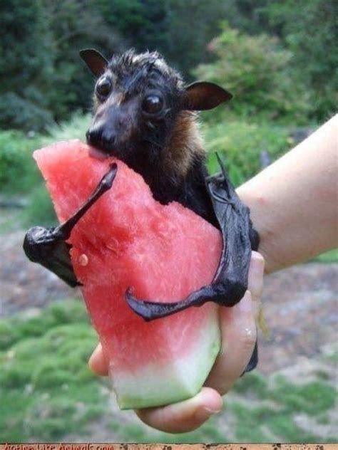 19 Bats That Prove Theyre Adorable Instead Of Terrifying Cute