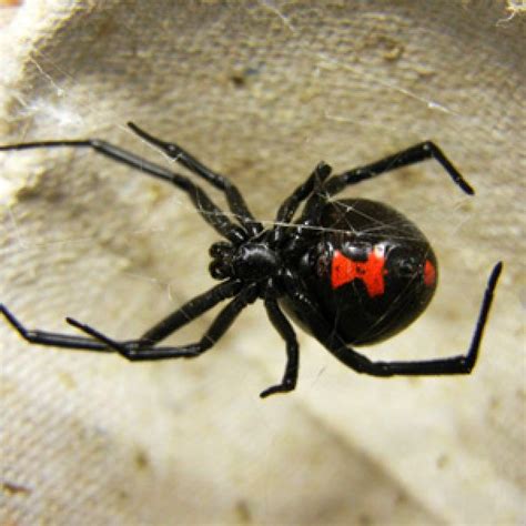 Helios Homeopathy Latrodectus Mactans