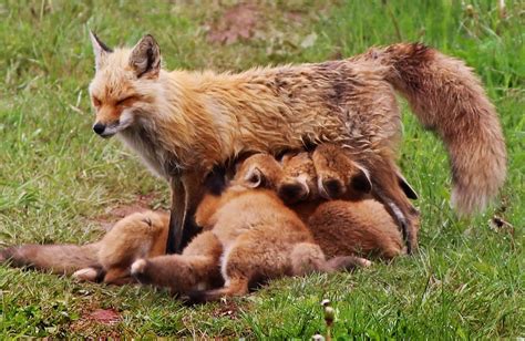 Foxy Facts 8 Things To Know About Pei Foxes Cbc News