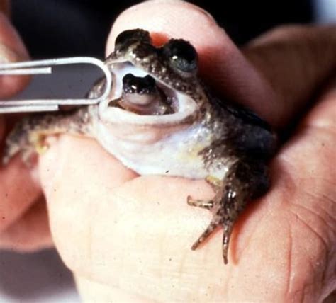 Frogs Discovered By Darwin Are In Steep Decline