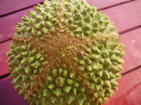 Durian musangking merupakan durian yang berasal dari malaysia, durian ini telah dikembangkan dengan berbagai tehnik, salah satunya adalah teknik okulasi. 7 Tips to Pick A Pure Breed Musang King Durian | TallyPress