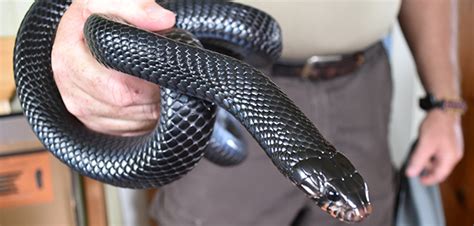 15 Eastern Indigo Snakes Released In Floridas Apalachicola Bluffs And
