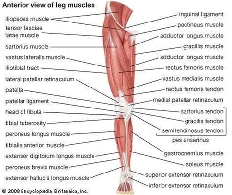 Leg Muscle Diagram Anterior Lower Extremity Anatomy Bones Muscles