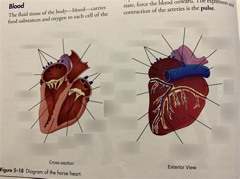 Horse Heart Anatomy Diagram Quizlet