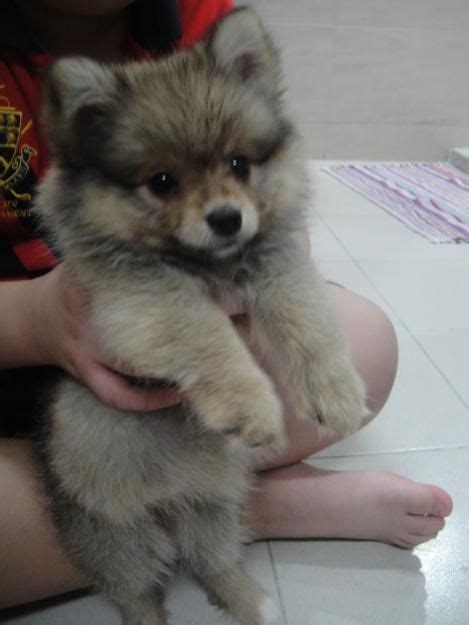 Rescued from the streets of houston. puppy pomsky by RioLeigh | Puppies, Cute animals, Pomsky ...