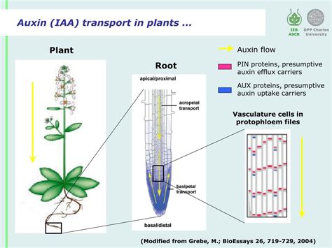 Ppt By 2 As A Tool To Study The Transport Of Auxins Powerpoint
