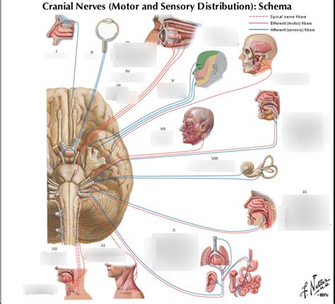 Cranial Nerve 8 Anatomy