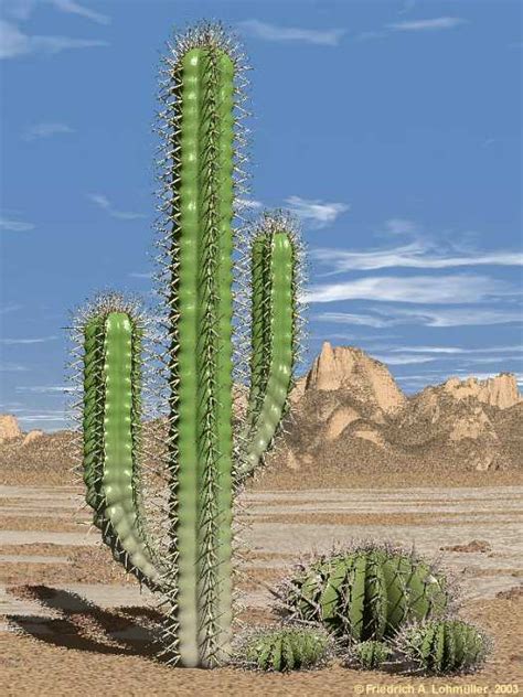 Cacti In The Desert Raytracing Gallery Friedrich A Lohmueller
