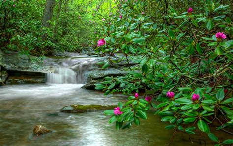 Tiny Waterfall In Spring Forest Image Id 142774 Image Abyss