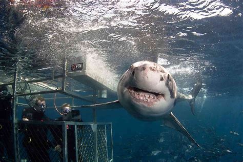 What Its Like Cage Diving With Great White Sharks Off The Coast Of