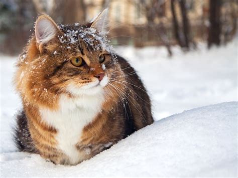 Winterspaß Mit Katzen So Macht Kälte Spaß Feral Cats Outdoor Cats