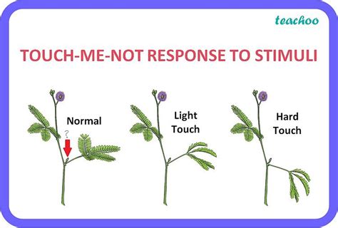 Class 10 What Is The Response To Stimuli In Plants Teachoo
