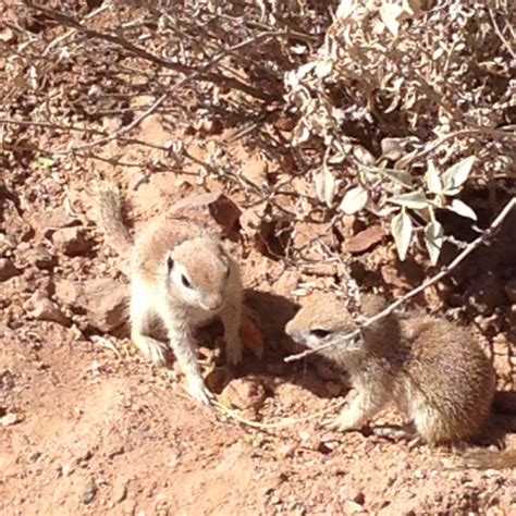 Round Tailed Ground Squirrel Project Noah