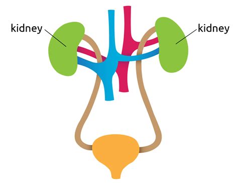 Kidney Diagram2x Transplant Living