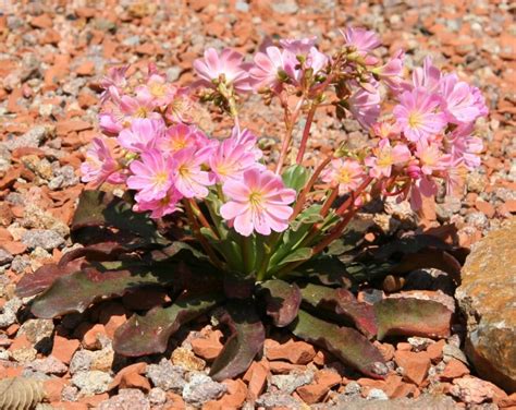 Tra le piante rampicanti, ad esempio, molto resistente al sole è la bouganville: Le 5 piante più resistenti al freddo - Lombarda Flor