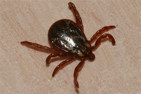 Wild Utah Photos Of Rocky Mountain Wood Tick Dermacentor Andersoni