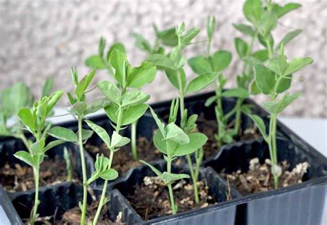 How To Plant Grow And Care For Sweet Pea Flowers Gardeners Path