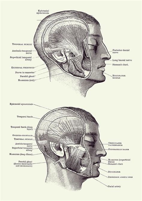 Face Muscular Diagram Dual Side View Vintage Print 2 Drawing By