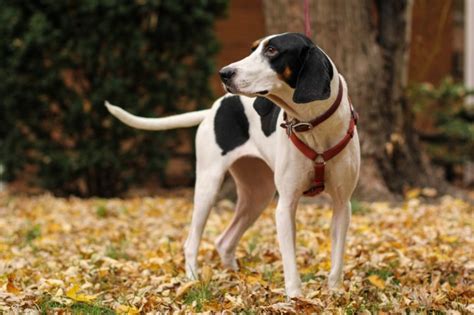 Treeing Walker Coonhound Hunderasse Mit Bild Info Temperament