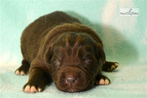 Looking for dogs and puppies in indiana? Female Seven: Newfoundland puppy for sale near Fort Wayne ...