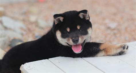 Black Shiba Inu Puppy - petfinder