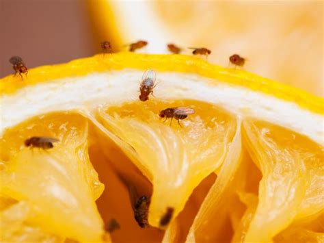5 Ways To Get Rid Of Those Pesky Fruit Flies Envirocare