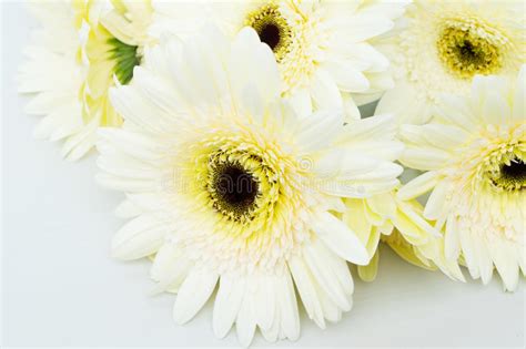 Two Gerbera Flowers Stock Photo Image Of Colorful Flower 32805816