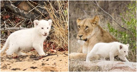 In South Africas Kruger National Park A Very Rare White Lion Cub Was